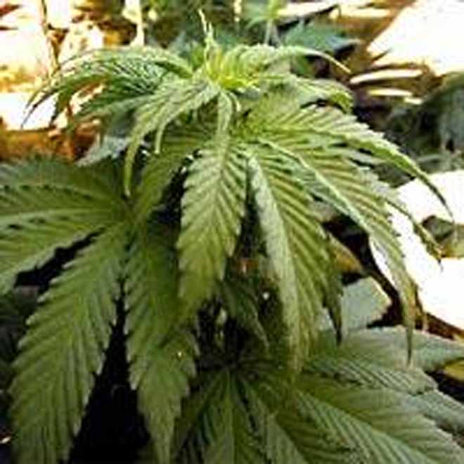 Mexican Army finds 120-hectare marijuana plantation