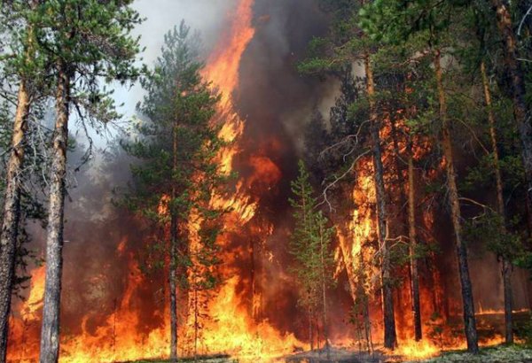 Wildfire rages in Athens's northeastern suburbs for second day