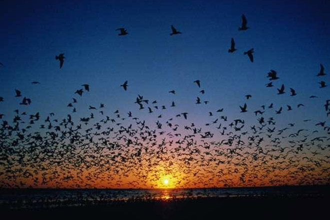 Scientists fear "collapse" of bird populations in Germany