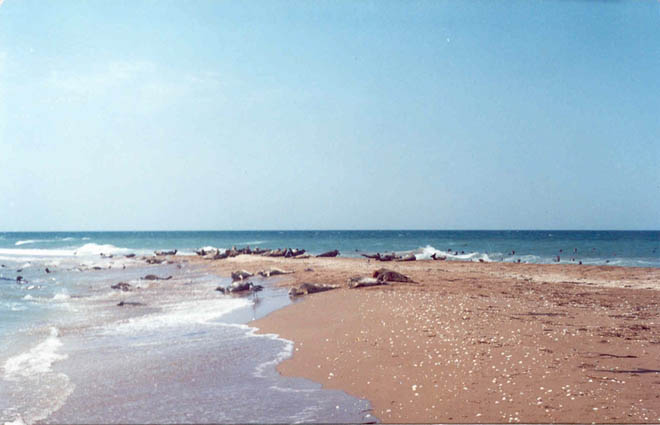 Israel ready to provide Azerbaijan with advanced technology on purification of sea water