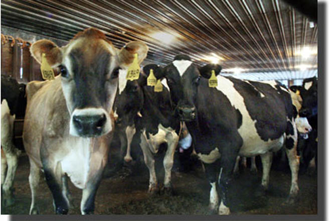 Turkey's animal production up nearly 7 pct in Jan-June