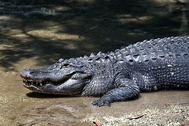 Flooding brings out the crocodiles in Australia