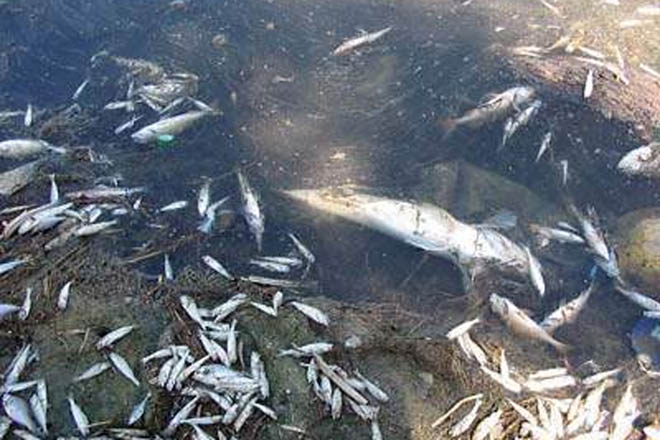 Huge fish killed in Iran's Ardabil province poses health hazard