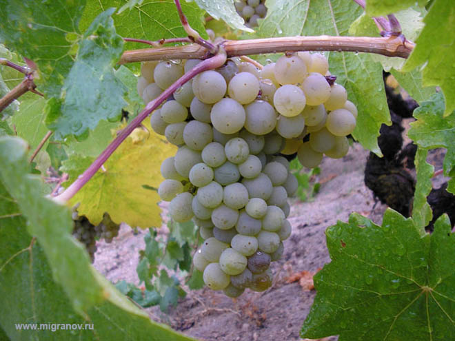 Georgia begins gathering grapes