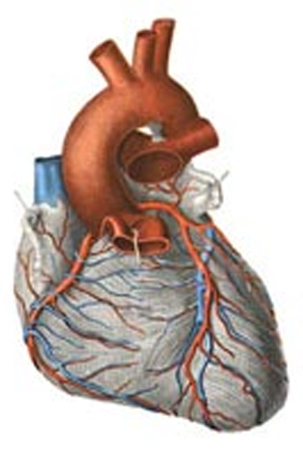 Heart muscle cells can regenerate after heart attack: study