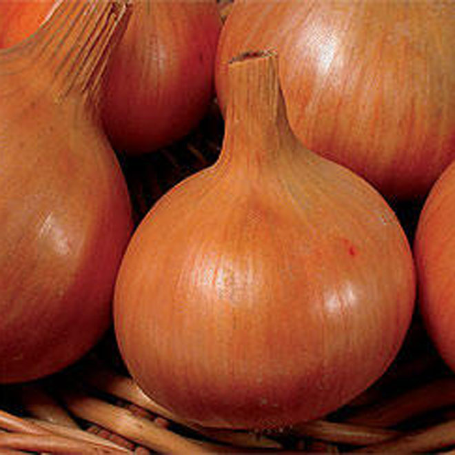 Onions maintain champion among Uzbekistan's top exports