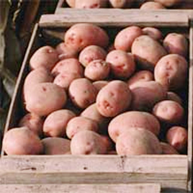 Uzbekistan bans export of agricultural products by vehicles