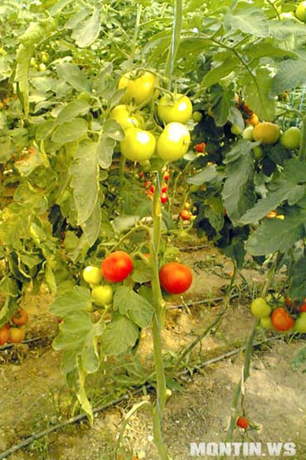Ukraine aims to manifold increase in imports of fruits and vegetables from Azerbaijan