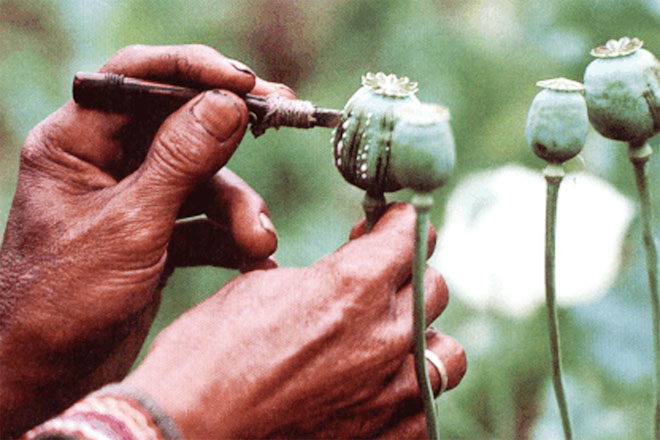 Iran pioneer in seizing opium: UN