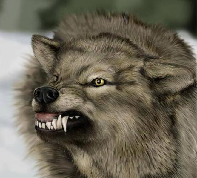 Wolves torn five-year old child in Georgian village
