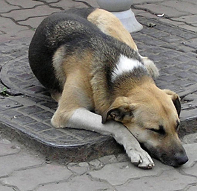 Police find dog in mystery grave after three-day dig