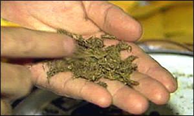 Iran re-elected to UN anti-drug board