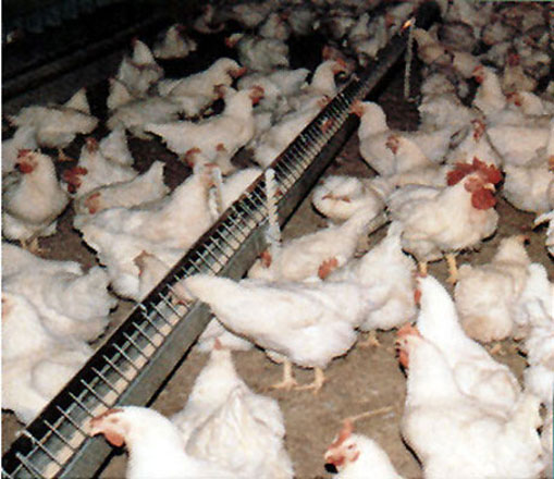 Azerbaijani poultry farmers expect for tax benefits from government