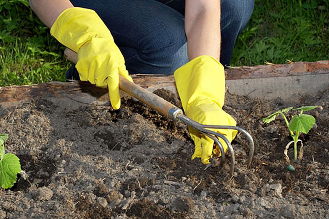 Over 12 Azerbaijani entrepreneurs apply with proposals to develop intensive gardening