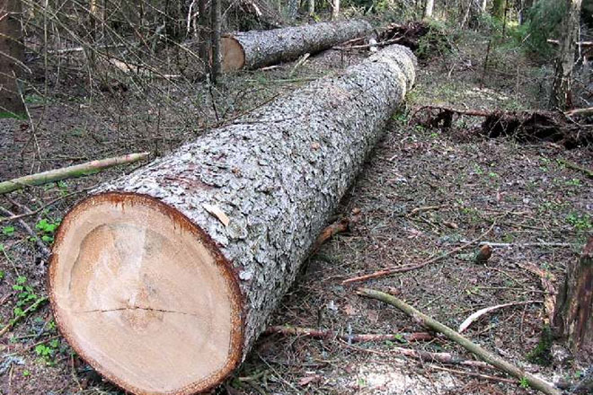 Should Azerbaijan cut down trees for firewood or use alternative sources of energy? - SURVEY