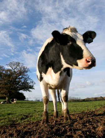 Cow gives birth to three calves in Georgia