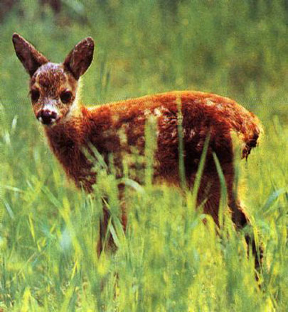 Illegally kept wildlife released to nature