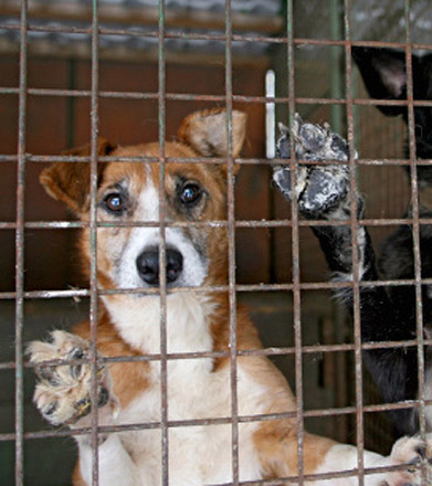 Switzerland referendum on providing lawyers for animals