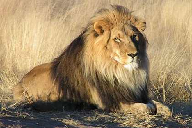 Ukrainian zookeeper to live in cage with 2 lions