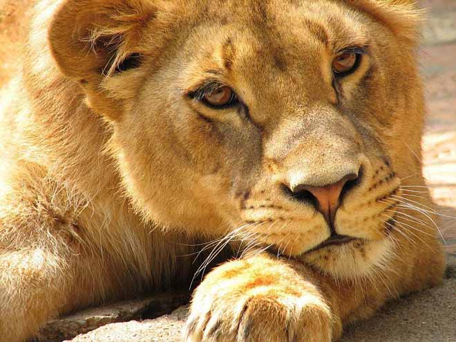 Illegally sold wildlife confiscated in Azerbaijani regions