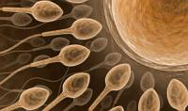 Iran's Royan Institute fertilizes ovum without need of sperm
