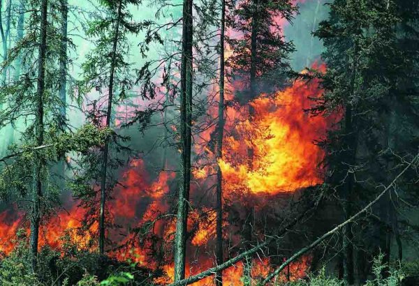 Wildfire kills at least 50 near Athens, families flee to beaches
