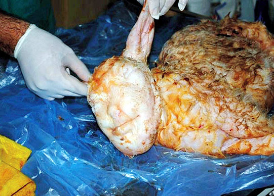 Lamb born with human head