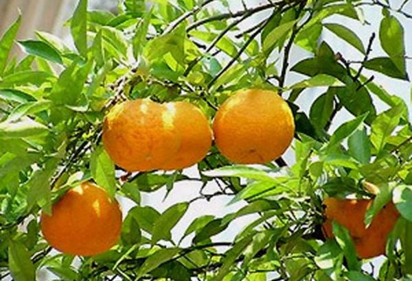 Azerbaijan supports citrus farmers with new orchard insurance scheme