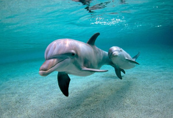 Thousands protest in Mauritius over dead dolphins, demand resignations