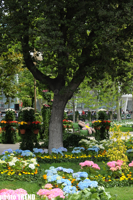 Baku hosts flower festival – PHOTO SESSION