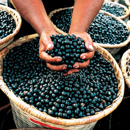 Turkmenistan unveils data on volume of fruit and berry production in Charjew district
