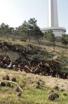 Many unexploded ordinances revealed near TV tower in Baku (UPDATE-5) (PHOTO)