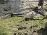 Many unexploded ordinances revealed near TV tower in Baku (UPDATE-5) (PHOTO)