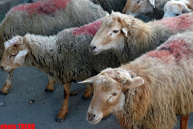 Kazakhstan celebrates Qurban holiday