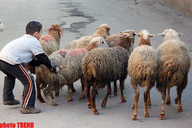 Azerbaijan marks Qurban holiday (PHOTO)