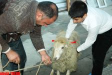 Azerbaijan marks Qurban holiday (PHOTO)