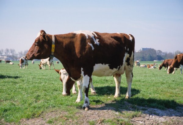 Azerbaijan plans to apply animal identification and registration system soon