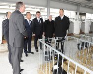 President Ilham Aliyev inaugurates cattle breeding and milk processing complex in Gabala (PHOTO)