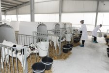 President Ilham Aliyev inaugurates cattle breeding and milk processing complex in Gabala (PHOTO)