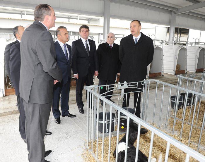President Ilham Aliyev inaugurates cattle breeding and milk processing complex in Gabala (PHOTO)