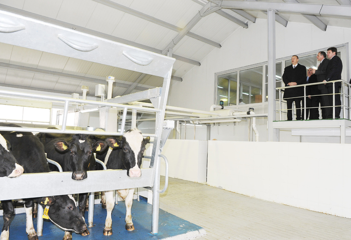 President Ilham Aliyev inaugurates cattle breeding and milk processing complex in Gabala (PHOTO)