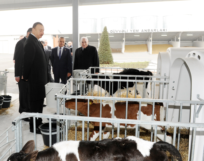 President Ilham Aliyev inaugurates cattle breeding and milk processing complex in Gabala (PHOTO)