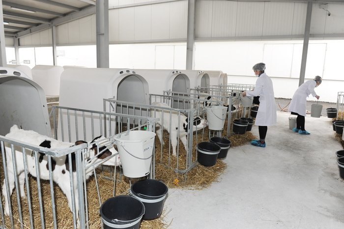 President Ilham Aliyev inaugurates cattle breeding and milk processing complex in Gabala (PHOTO)