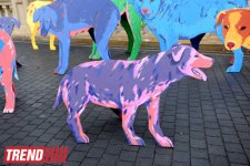 YARAT! presents project by Russian artist and designer Natalya Pastuhova "Good Dog" (PHOTO)