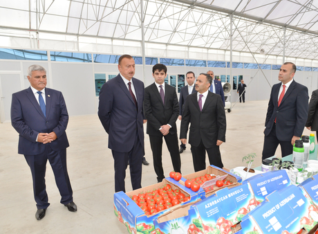 Modern greenhouse complex commissioned in Sabirabad District (PHOTO)