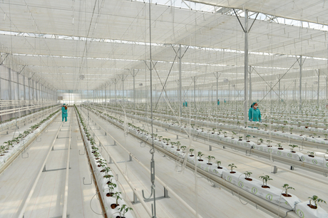 Modern greenhouse complex commissioned in Sabirabad District (PHOTO)