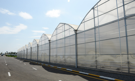 Modern greenhouse complex commissioned in Sabirabad District (PHOTO)