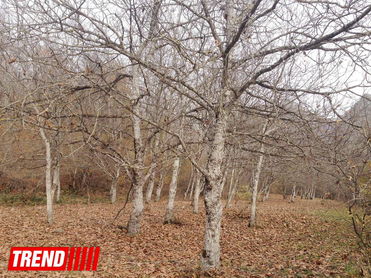 Unexplored Azerbaijan: "Castle of forty maidens" - Harem of Shirvan khans (PHOTO)