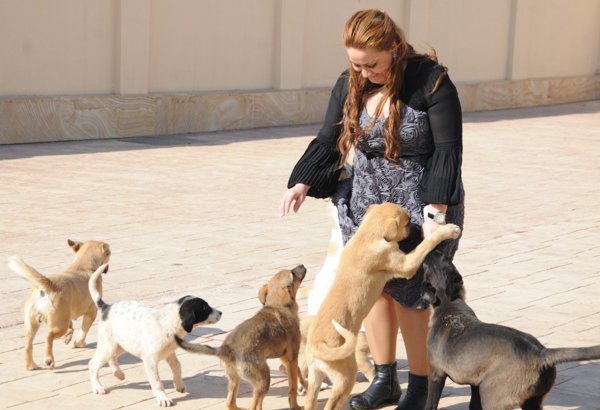 Animal housing and treatment center operates in Azerbaijan (PHOTO,VIDEO)