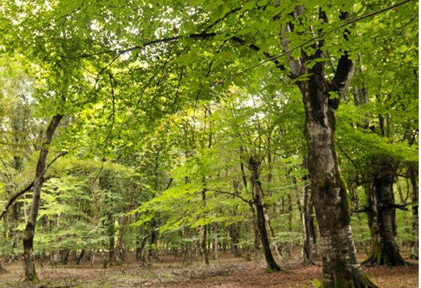 Azerbaijan preparing new National Forest Development Program – minister